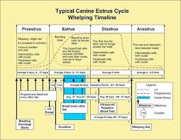 Whelping Timeline Dog In Heat Dog Heat Cycle Female Dog In Heat