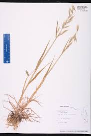 Image result for Avena byzantina