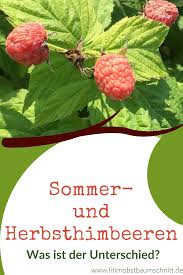 Sommerhimbeeren Herbsthimbeeren Der Unterschied In 2020 Beerenstraucher Himbeeren Garten Pflanzen