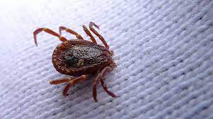 Quali sono i rimedi naturali contro le zecche in casa e in giardino? Zecche In Casa Cause E Soluzioni Per Eliminarle