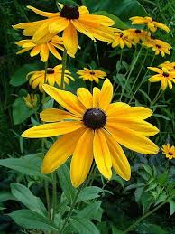 Black And Yellow Flowers Black Eyed Susan Closeup Henryr10 Flickr Black Eyed Susans Have Bright Yellow Flowers With A Brownish Black Black Eyed Susan Yellow Flowers Native Plants