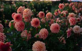 Another talking point this year is the unique rebecca's world. Recommended Dahlia Sources Floret Flowers