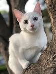 Khao Manee Cat Breeders and Information - Kittens For Sale