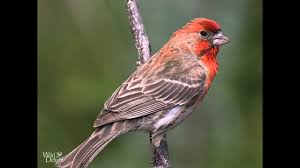 Birds Of Western Washington Identification Red House Finch Song Bird Singing Youtube Finches Bird Birds Backyard Birds