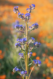 Image result for Anchusa capensis