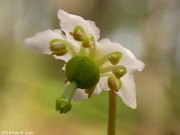 Image result for Pearsonia uniflora