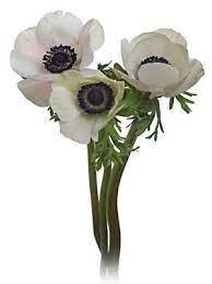 White Anemone White Anemone Anemone Anemone Flower