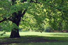 Zone 4 remove this item. Shade Trees For Zone 7 Learn About Growing Shade Trees In Zone 7 Gardens