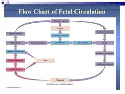 Fetal Circulation Flow Chart Google Search Cardiac