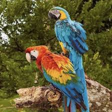 Fertile Bird Eggs For Sale Uk Pin On Parrots Eggs