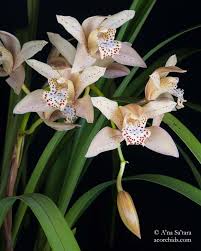 Image result for Cycnium jamesii