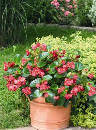 Image result for Begonia rumpiensis