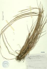 Image result for Eriochloa procera