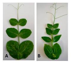 Image result for Pisum