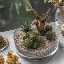 Share This Driftwood Cacti Desert Work Https Etsy Me 2y3uist Supplies Driftwood Bogwood Terrarium Su Fish Tank Terrarium Succulent Terrarium Terrarium How to make a cactus terrarium.