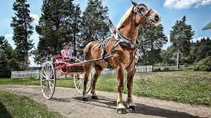 Check spelling or type a new query. Big Jake The World S Tallest Horse Video Guinness World Records