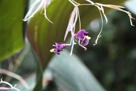 Image result for Marantochloa congensis