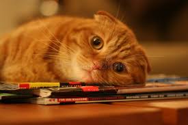 как попросить прощения у парня по смс своими словами Contented Cat Picture Of Cat Lying On Table Aff Picture Cat Contented Table Lying Ad Cats Cat Stock Cat Love