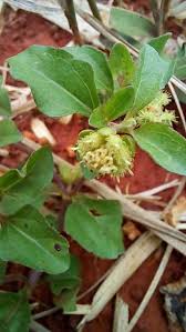 Image result for Acanthospermum australe