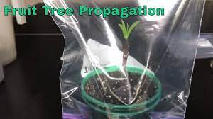 Remove the leaves from the bottom 1/3. Propagated Fruit Tree Cuttings Update And Test Youtube