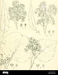 Image result for Eucalyptus cloeziana