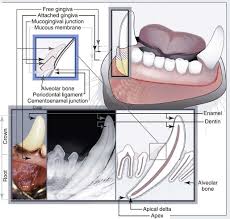 Introduction To Veterinary Dentistry Veterian Key