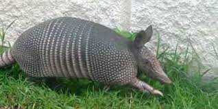 Want to know how to keep armadillos away? How Do I Keep Armadillos From Tearing Up My Gainesville Lawn The Masters Lawn Care