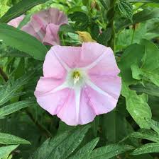 Image result for Brachychloa