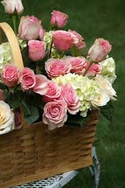 Ana Rosa Cor De Rosa Rosas Lindas Flores Bonitas