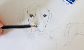 It would be best described if you searched a picture up. Drawing Realistic Animals How To Draw A Dog Craftsy