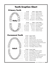 Printable Permanent Teeth Chart Www Bedowntowndaytona Com