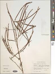 Image result for Sesbania brevipedunculata