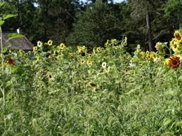 We did not find results for: Sunflowers A Maze At Manor Farm Long Islander News