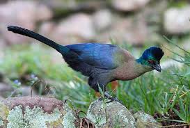 Image result for Parochetus africanus