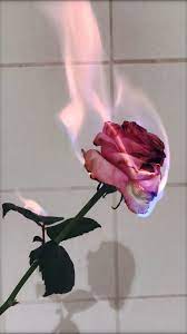 Flower Aesthetic Roses Rose Wallpaper Flower Aesthetic