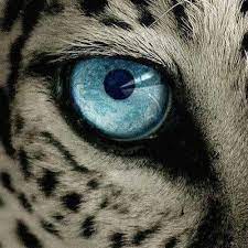 Beach Cat On Twitter He Killed A Baby Elephant Hunting Co Is Charlton Mccallum Hunting Safaris Owner Is Buzz Charlton Professional Hunter Is Max Delezenne Trophy Hunter Is Mike Jines The Owner