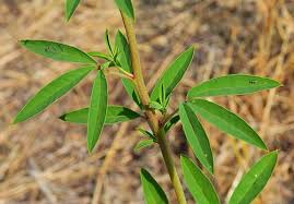 Image result for Cleome schimperi