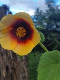 Image result for Abutilon hirtum