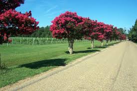 We have over 55 varieties available of miniature, dwarf, medium and standard (tree) crape myrtles. Line Your Driveway With A Beautiful Canopy Of Summer Time Color The Crape Myrtle Company