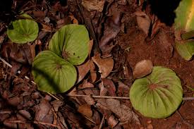 Image result for Nervilia kotschyi