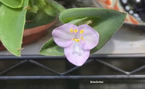 Image result for Coleotrype natalensis