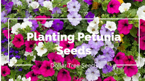 We did not find results for: Petunia Seeds From Dollar Tree Growing Petunias Youtube