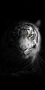 Portrait Minimal White Tiger Dark Wallpaper Tiger Wallpaper Tiger Wallpaper Iphone Tiger Photography