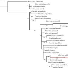 Image result for Coccinia subsessiliflora