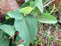 Image result for Smilax anceps
