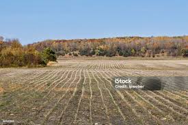 Autumn Bean Harvest Done Stock Photo