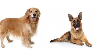 golden retriever vs german shepherd which pet is best