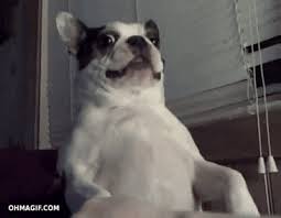 Discover and share the best gifs on tenor. Reaction Gifs Primo Gif Latest Animated Gifs