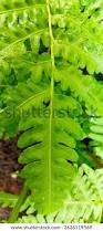 Image result for Histiopteris