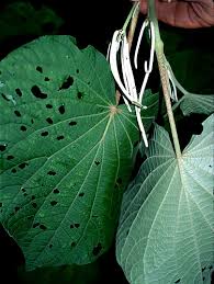 Image result for Piper umbellatum